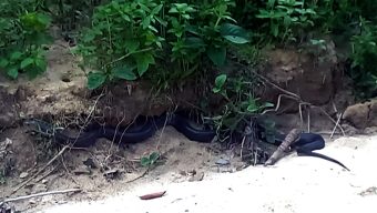 হবিগঞ্জে সাতছড়িতে কিং কোবরা অবমুক্ত