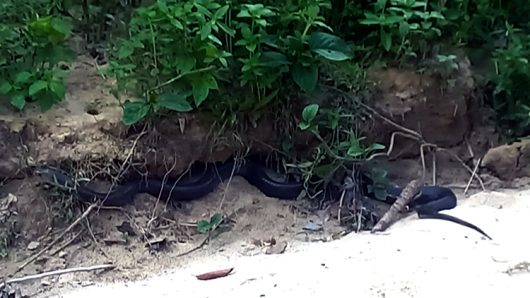 হবিগঞ্জে সাতছড়িতে কিং কোবরা অবমুক্ত