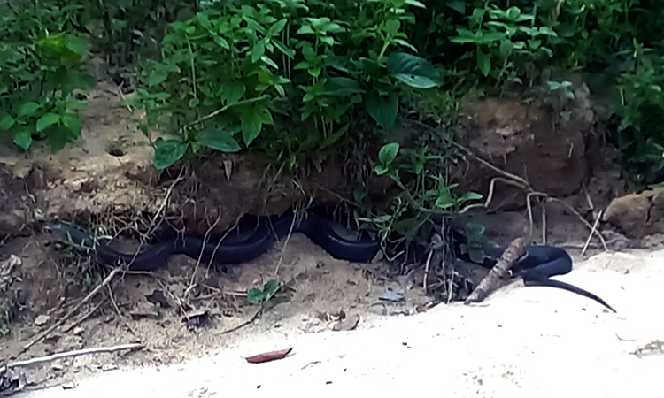 হবিগঞ্জে সাতছড়িতে কিং কোবরা অবমুক্ত
