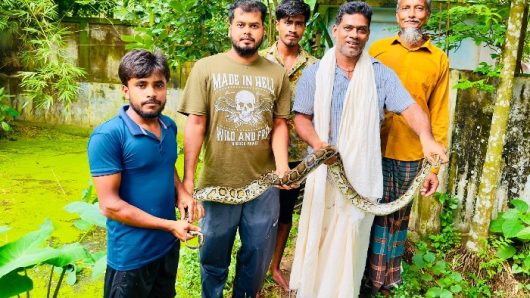 বিশ্ব সাপ দিবসে শ্রীমঙ্গলে অজগর সাপ উদ্ধার