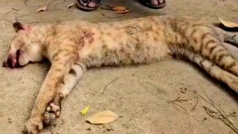বন্যপ্রাণী রক্ষায় ব্যর্থতা? গোয়াইনঘাটে মেছো বাঘ পিটিয়ে হত্যা,জড়িতদের গ্রেপ্তারের দাবি