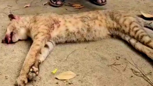 বন্যপ্রাণী রক্ষায় ব্যর্থতা? গোয়াইনঘাটে মেছো বাঘ পিটিয়ে হত্যা,জড়িতদের গ্রেপ্তারের দাবি