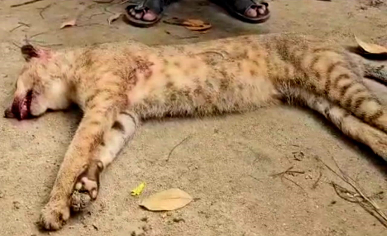 বন্যপ্রাণী রক্ষায় ব্যর্থতা? গোয়াইনঘাটে মেছো বাঘ পিটিয়ে হত্যা,জড়িতদের গ্রেপ্তারের দাবি