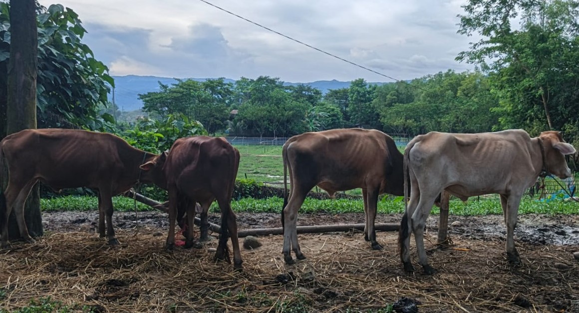 জৈন্তাপুর সীমান্তে বিজিবির কঠোর অবস্থান