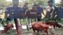 বড়লেখায় ৪ গরুসহ দুইজন আটক, ভারতীয় গরু বিক্রির অভিযোগ