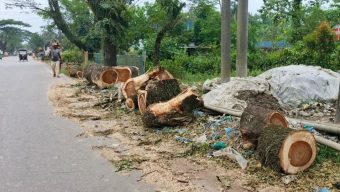 উন্নয়নের কাজ নেই, তবু গাছ কাটার উৎসব—সওজ-বনবিভাগ মুখোমুখি