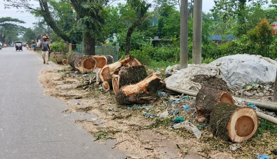 উন্নয়নের কাজ নেই, তবু গাছ কাটার উৎসব—সওজ-বনবিভাগ মুখোমুখি