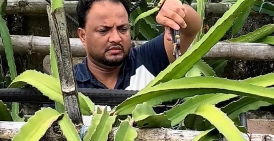 বিয়ানীবাজারের ডা. মুক্তার বাগানে বারোমাসি ফলের সমাহার