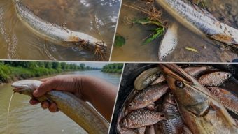 বড়লেখায় বিষ প্রয়োগে মাছ শিকার বন্ধে প্রশাসনের হস্তক্ষেপ চেয়েছেন স্থানীয়রা