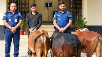 গোয়াইনঘাটে চোরাই তিন গরু উদ্ধার, গ্রেপ্তার ১