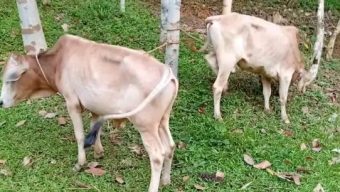 বড়লেখায় ভারতীয় দুটি ষাঁড় বাছুর আটক, পালিয়েছে চোরাকারবারিরা