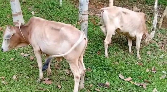 বড়লেখায় ভারতীয় দুটি ষাঁড় বাছুর আটক, পালিয়েছে চোরাকারবারিরা