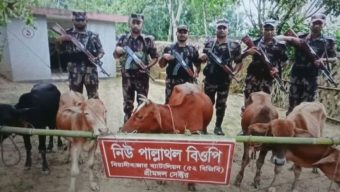 বড়লেখার বোবারথল সীমান্তে ৫ ভারতীয় গরু জব্দ করল বিজিবি