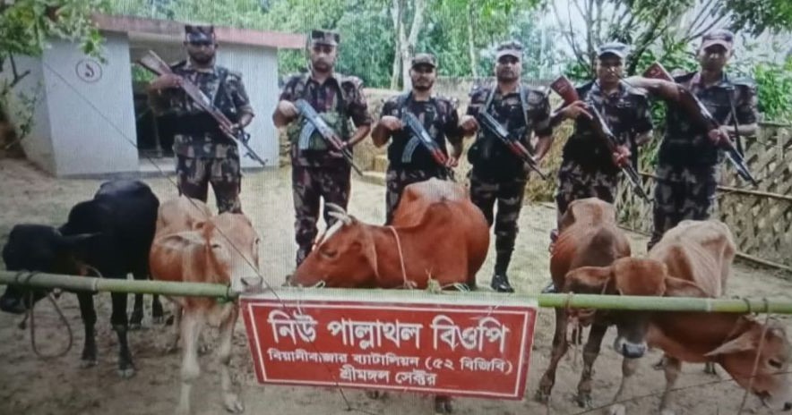 বড়লেখার বোবারথল সীমান্তে ৫ ভারতীয় গরু জব্দ করল বিজিবি