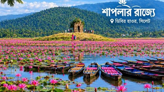 শীতের আগমনী বার্তায় লাল শাপলার অপরূপ সৌন্দর্যে সেজেছে জৈন্তাপুরের জলাভূমি